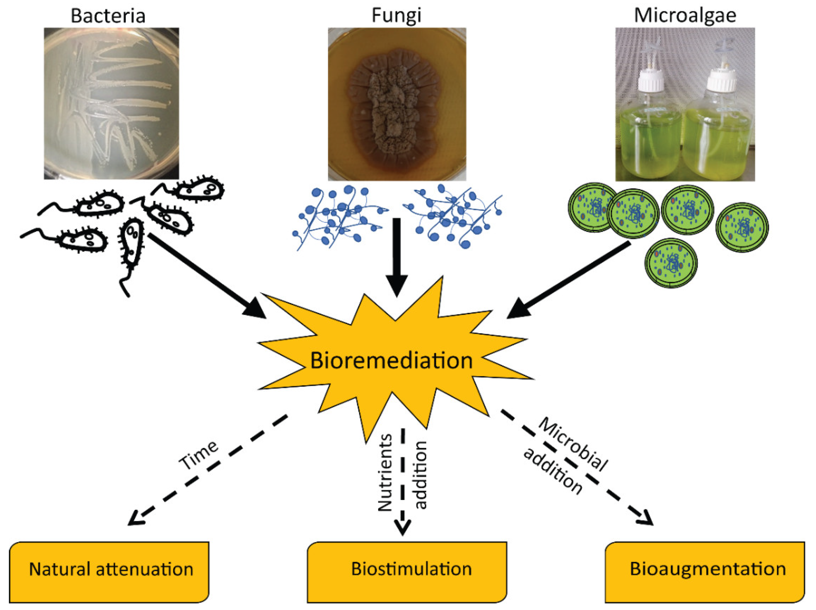 Bio Remediation Work